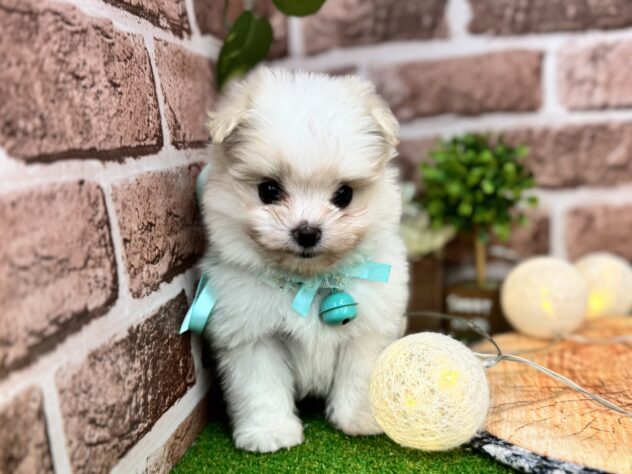 香川県のハーフ犬・ミックス犬 (ワンキャラット アミーゴ高松店/2025年9月18日生まれ/男の子/ホワイト)の子犬の3枚目の画像