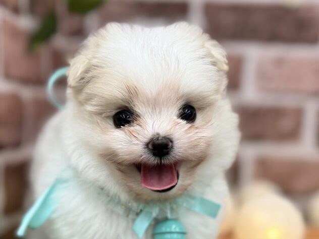 香川県のハーフ犬・ミックス犬 (ワンキャラット アミーゴ高松店/2025年9月18日生まれ/男の子/ホワイト)の子犬の1枚目の画像