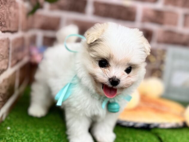 香川県のハーフ犬・ミックス犬 (ワンキャラット アミーゴ高松店/2025年9月18日生まれ/男の子/ホワイト)の子犬の2枚目の画像