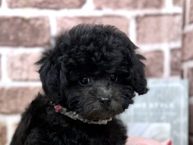 香川県のトイプードル(トイ) (ワンキャラット アミーゴ高松店/2025年9月13日生まれ/女の子/グレー)の子犬の1枚目の画像