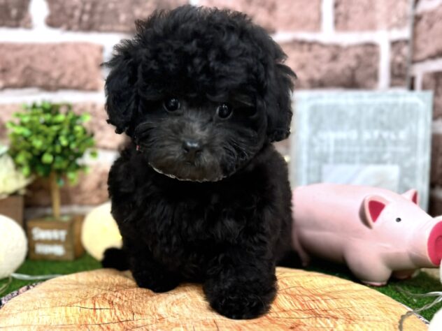 香川県のトイプードル(トイ) (ワンキャラット アミーゴ高松店/2025年9月13日生まれ/女の子/グレー)の子犬の2枚目の画像