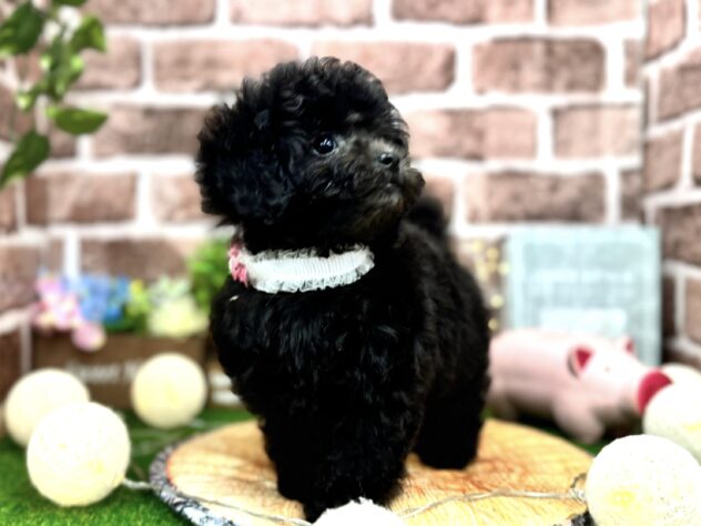 香川県のトイプードル(トイ) (ワンキャラット アミーゴ高松店/2025年9月13日生まれ/女の子/グレー)の子犬の3枚目の画像