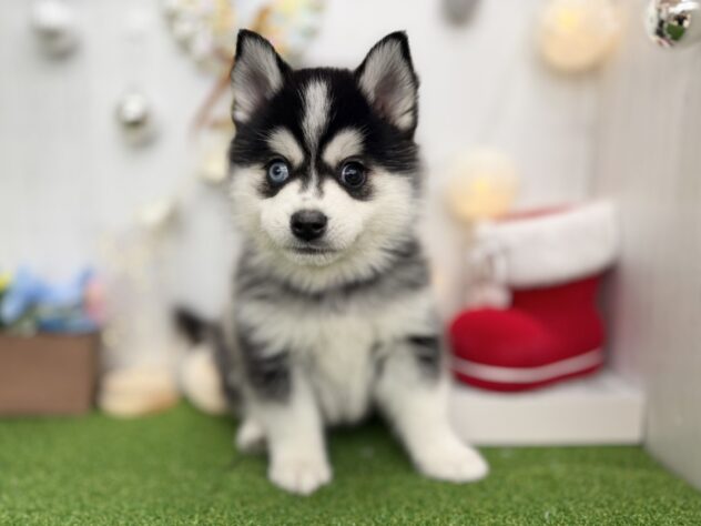 香川県のハーフ犬・ミックス犬 (ワンキャラット アミーゴ高松店/2025年9月18日生まれ/男の子/ブラックホワイト)の子犬の2枚目の画像