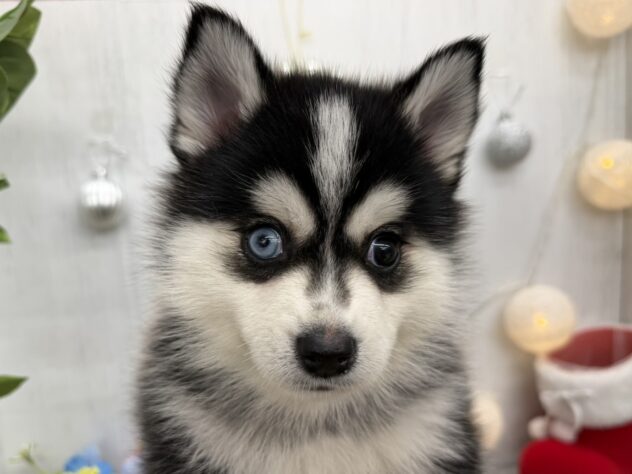 香川県のハーフ犬・ミックス犬 (ワンキャラット アミーゴ高松店/2025年9月18日生まれ/男の子/ブラックホワイト)の子犬の1枚目の画像