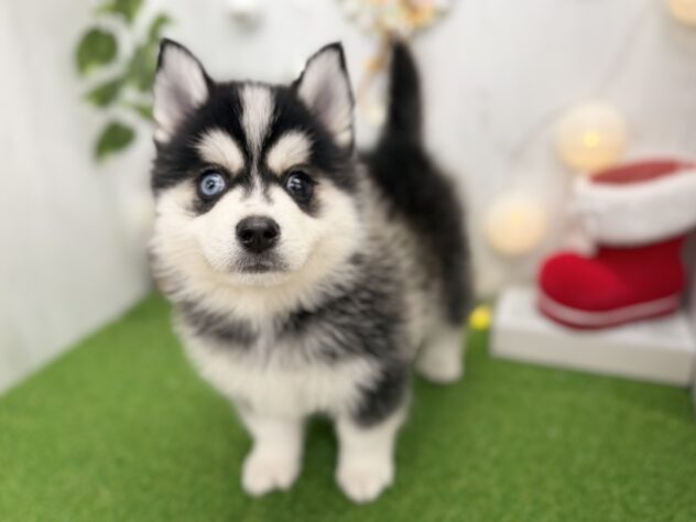 香川県のハーフ犬・ミックス犬 (ワンキャラット アミーゴ高松店/2025年9月18日生まれ/男の子/ブラックホワイト)の子犬の3枚目の画像