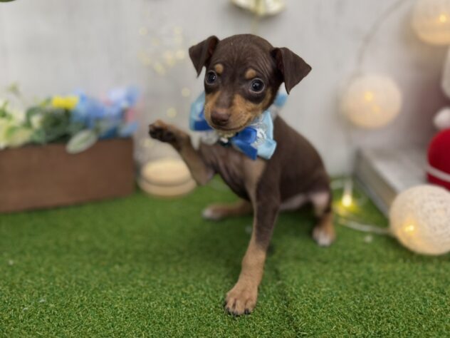 香川県のミニチュアピンシャー (ワンキャラット アミーゴ高松店/2025年9月20日生まれ/男の子/チョコレートタン)の子犬の3枚目の画像