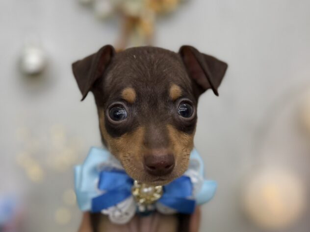 香川県のミニチュアピンシャー (ワンキャラット アミーゴ高松店/2025年9月20日生まれ/男の子/チョコレートタン)の子犬の1枚目の画像