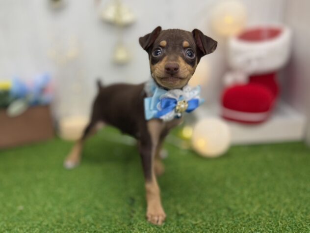 香川県のミニチュアピンシャー (ワンキャラット アミーゴ高松店/2025年9月20日生まれ/男の子/チョコレートタン)の子犬の2枚目の画像