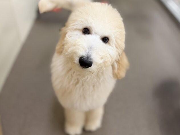 香川県のスタンダードプードル (ワンキャラット アミーゴ高松店/2025年9月8日生まれ/女の子/クリーム)の子犬の2枚目の画像