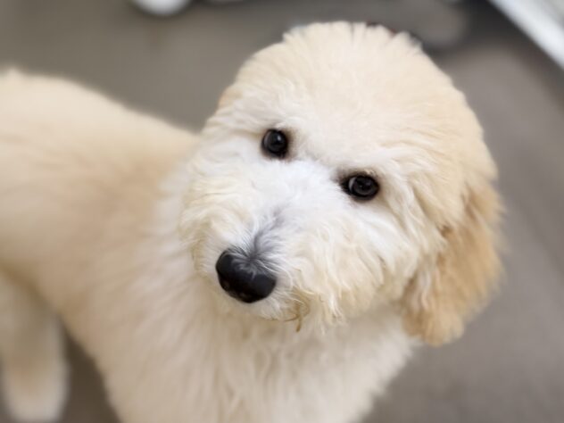 香川県のスタンダードプードル (ワンキャラット アミーゴ高松店/2025年9月8日生まれ/女の子/クリーム)の子犬の1枚目の画像