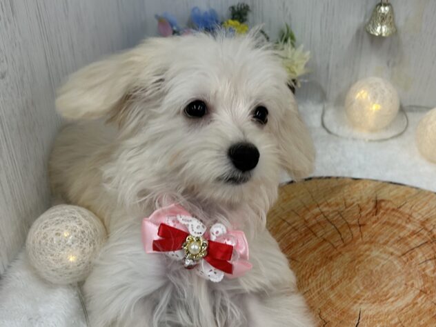 香川県のハーフ犬・ミックス犬 (ワンキャラット アミーゴ高松店/2025年8月11日生まれ/女の子/クリーム)の子犬の3枚目の画像