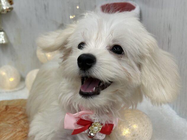 香川県のハーフ犬・ミックス犬 (ワンキャラット アミーゴ高松店/2025年8月11日生まれ/女の子/クリーム)の子犬の2枚目の画像