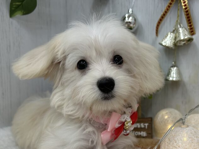 香川県のハーフ犬・ミックス犬 (ワンキャラット アミーゴ高松店/2025年8月11日生まれ/女の子/クリーム)の子犬の1枚目の画像