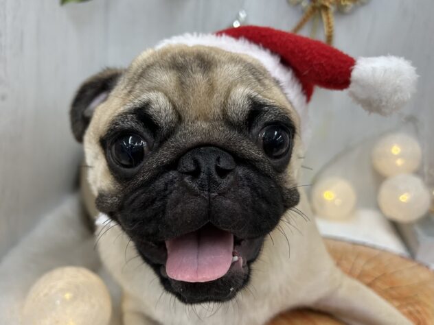 香川県のパグ (ワンキャラット アミーゴ高松店/2025年5月20日生まれ/男の子/フォーン)の子犬の1枚目の画像