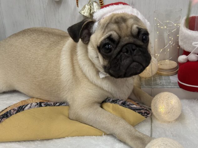 香川県のパグ (ワンキャラット アミーゴ高松店/2025年5月20日生まれ/男の子/フォーン)の子犬の3枚目の画像