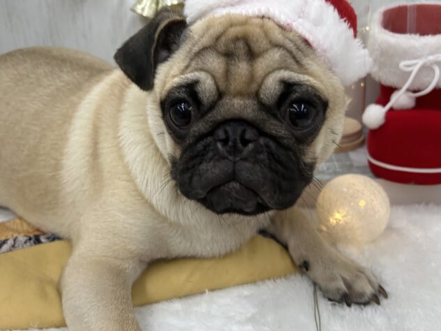 香川県のパグ (ワンキャラット アミーゴ高松店/2025年5月20日生まれ/男の子/フォーン)の子犬の2枚目の画像