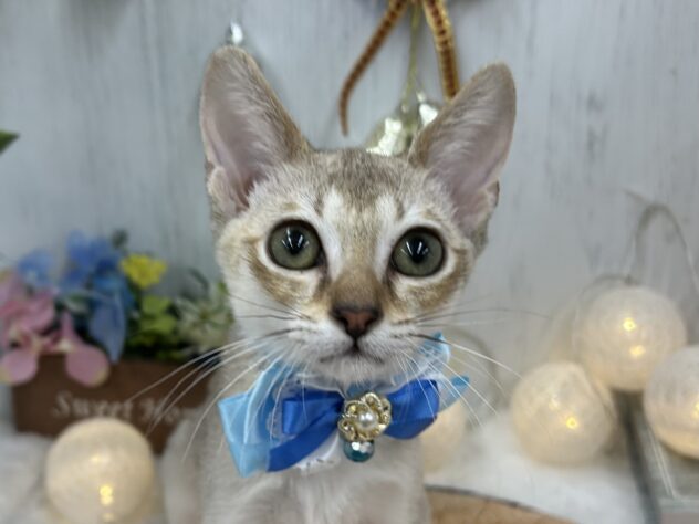 香川県のシンガプーラ (ワンキャラット アミーゴ高松店/2025年8月2日生まれ/男の子/セピアアグーティ)の子猫の1枚目の画像