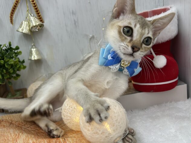 香川県のシンガプーラ (ワンキャラット アミーゴ高松店/2025年8月2日生まれ/男の子/セピアアグーティ)の子猫の3枚目の画像