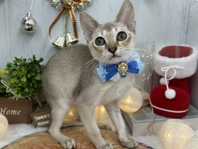 香川県のシンガプーラ (ワンキャラット アミーゴ高松店/2025年8月2日生まれ/男の子/セピアアグーティ)の子猫の2枚目の画像