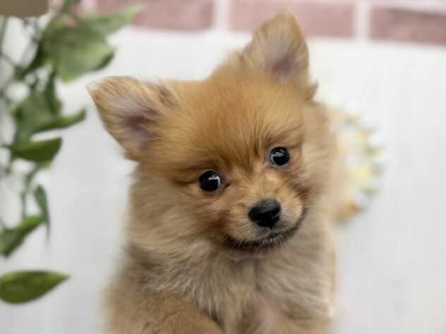 香川県のポメラニアン (ワンキャラット アミーゴ高松店/2025年9月28日生まれ/男の子/オレンジ)の子犬の1枚目の画像