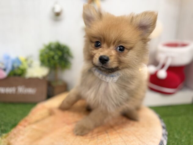 香川県のポメラニアン (ワンキャラット アミーゴ高松店/2025年9月28日生まれ/男の子/オレンジ)の子犬の2枚目の画像