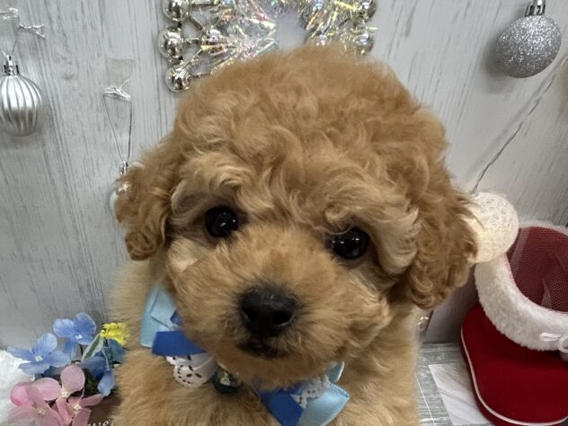 香川県のトイプードル(トイ) (ワンキャラット アミーゴ高松店/2025年10月2日生まれ/男の子/オレンジフォーン)の子犬