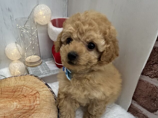 香川県のトイプードル(トイ) (ワンキャラット アミーゴ高松店/2025年10月2日生まれ/男の子/オレンジフォーン)の子犬の3枚目の画像