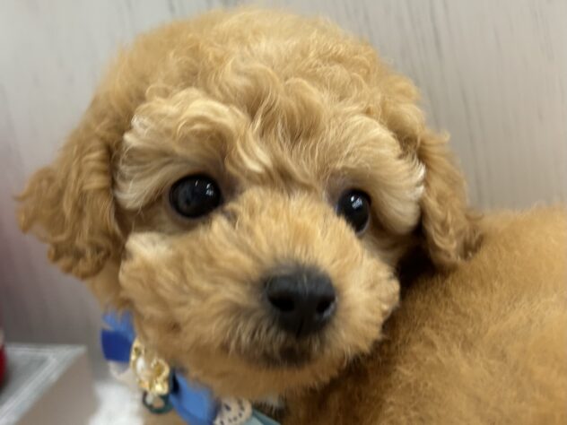 香川県のトイプードル(トイ) (ワンキャラット アミーゴ高松店/2025年10月2日生まれ/男の子/オレンジフォーン)の子犬の2枚目の画像