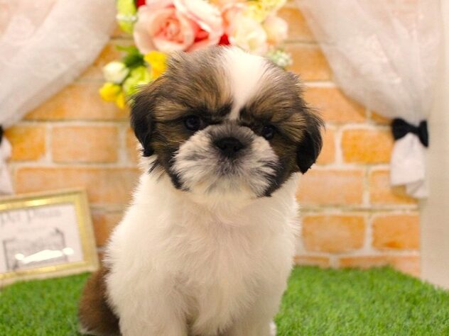 兵庫県のシーズー (ペット・プラザ アミーゴ三田店/2025年9月4日生まれ/女の子/ホワイトゴールド)の子犬の1枚目の画像