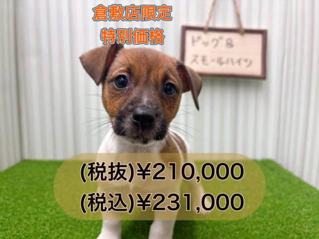 岡山県のジャックラッセルテリア (アミーゴ倉敷店/2025年7月29日生まれ/女の子/タンホワイト)の子犬の1枚目の画像