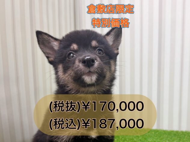 岡山県の豆柴 (アミーゴ倉敷店/2025年8月3日生まれ/女の子/黒)の子犬の1枚目の画像