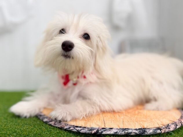 香川県のハーフ犬・ミックス犬 (ワンキャラット アミーゴ高松店/2025年8月11日生まれ/女の子/クリーム)の子犬の2枚目の画像