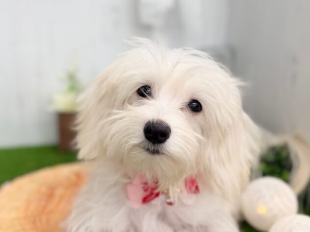 香川県のハーフ犬・ミックス犬 (ワンキャラット アミーゴ高松店/2025年8月11日生まれ/女の子/クリーム)の子犬の1枚目の画像