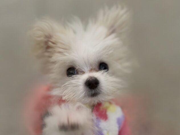 香川県のハーフ犬・ミックス犬 (ワンキャラット アミーゴ高松店/2025年9月18日生まれ/男の子/ホワイト)の子犬の1枚目の画像