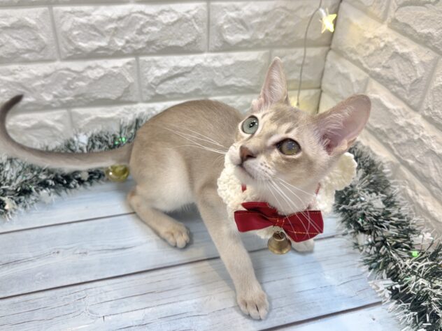 兵庫県のシンガプーラ (ワンキャラット アミーゴ姫路飾磨店/2025年6月28日生まれ/男の子/セピアアグーティ)の子猫の3枚目の画像