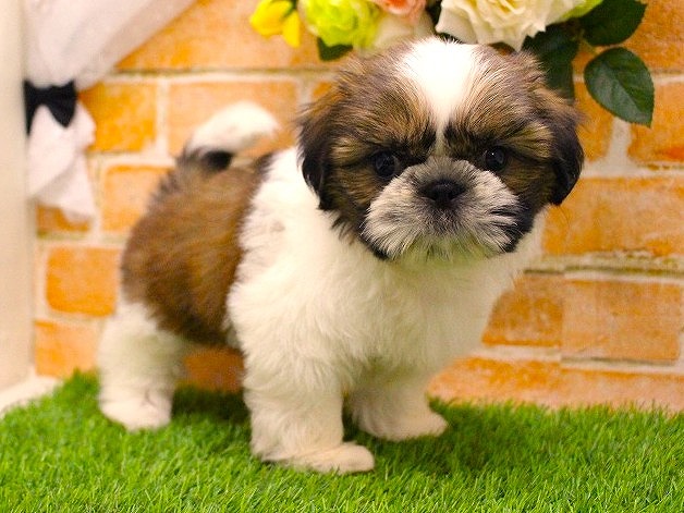 兵庫県のシーズー (ペット・プラザ アミーゴ三田店/2025年9月4日生まれ/女の子/ホワイトゴールド)の子犬の2枚目の画像