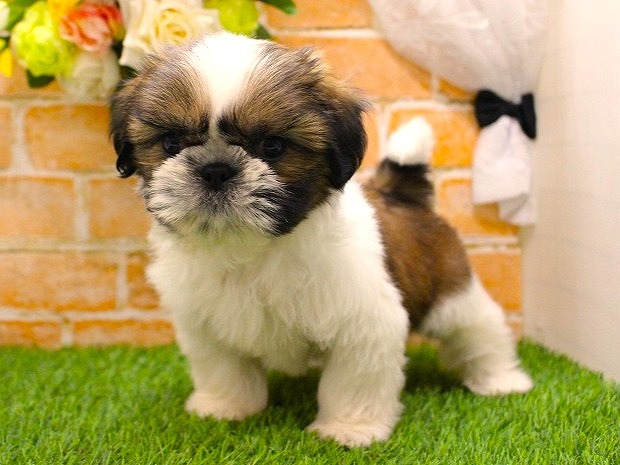 兵庫県のシーズー (ペット・プラザ アミーゴ三田店/2025年9月4日生まれ/女の子/ホワイトゴールド)の子犬の3枚目の画像