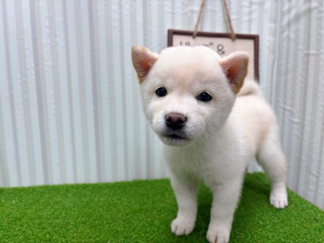 岡山県の豆柴 (アミーゴ倉敷店/2025年9月11日生まれ/男の子/白)の子犬の3枚目の画像