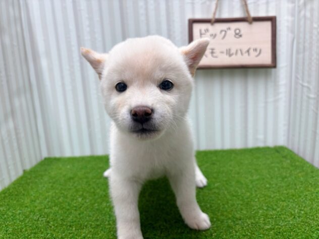 岡山県の豆柴 (アミーゴ倉敷店/2025年9月11日生まれ/男の子/白)の子犬の2枚目の画像