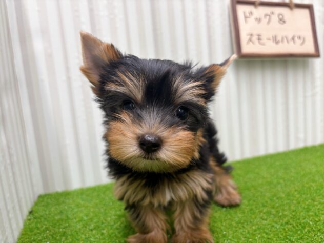 岡山県のヨークシャーテリア (アミーゴ倉敷店/2025年9月13日生まれ/女の子/スチールブルータン)の子犬