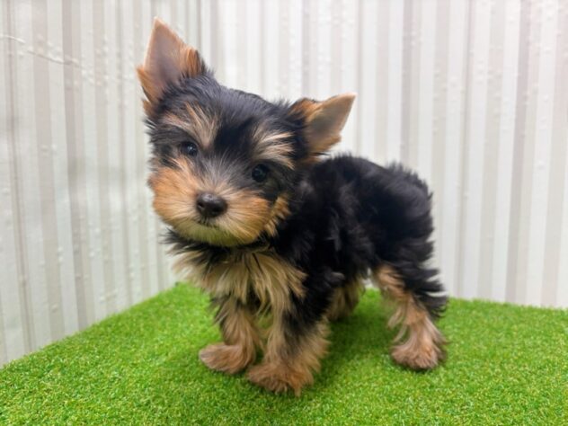 岡山県のヨークシャーテリア (アミーゴ倉敷店/2025年9月13日生まれ/女の子/スチールブルータン)の子犬の2枚目の画像