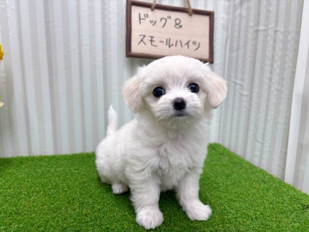 岡山県のハーフ犬・ミックス犬 (アミーゴ倉敷店/2025年9月13日生まれ/女の子/ホワイト)の子犬の2枚目の画像