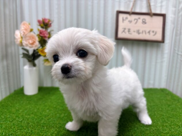 岡山県のハーフ犬・ミックス犬 (アミーゴ倉敷店/2025年9月13日生まれ/女の子/ホワイト)の子犬の3枚目の画像