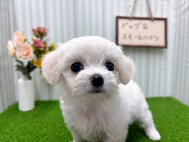 岡山県のハーフ犬・ミックス犬 (アミーゴ倉敷店/2025年9月13日生まれ/女の子/ホワイト)の子犬