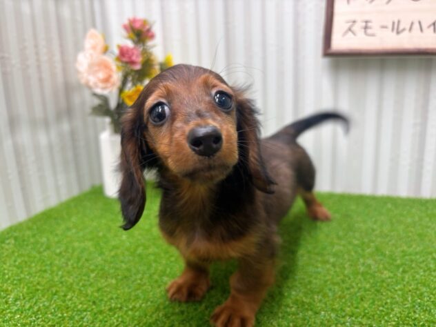 岡山県のミニチュアダックスフンド(ロング) (アミーゴ倉敷店/2025年9月14日生まれ/女の子/レッド)の子犬の2枚目の画像