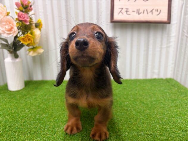 岡山県のミニチュアダックスフンド(ロング) (アミーゴ倉敷店/2025年9月14日生まれ/女の子/レッド)の子犬の3枚目の画像