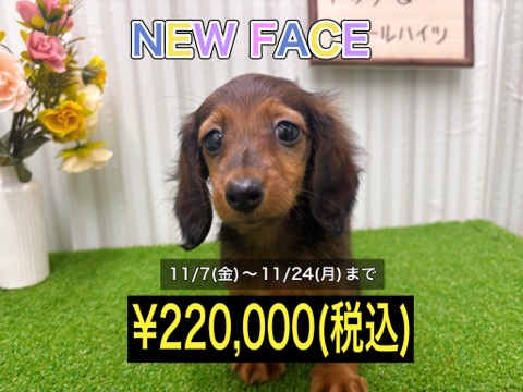 岡山県のミニチュアダックスフンド(ロング) (アミーゴ倉敷店/2025年9月14日生まれ/女の子/レッド)の子犬の1枚目の画像