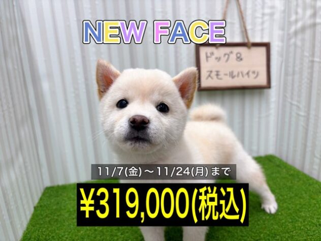 岡山県の豆柴 (アミーゴ倉敷店/2025年9月11日生まれ/男の子/白)の子犬の1枚目の画像