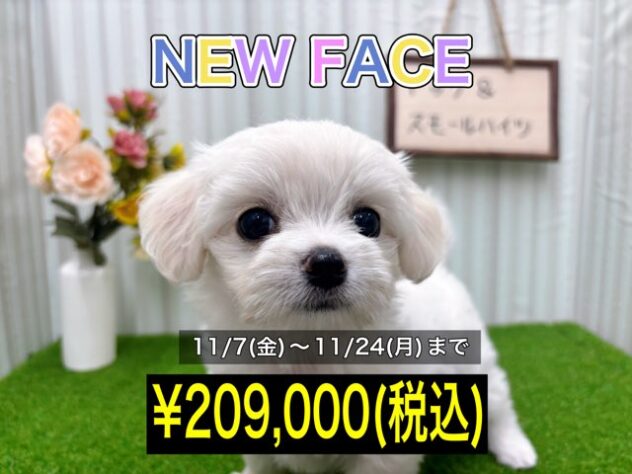 岡山県のハーフ犬・ミックス犬 (アミーゴ倉敷店/2025年9月13日生まれ/女の子/ホワイト)の子犬の1枚目の画像