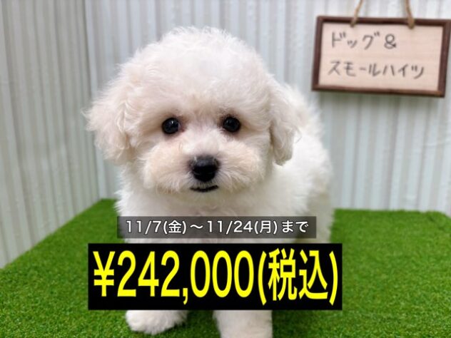 岡山県のビションフリーゼ (アミーゴ倉敷店/2025年8月27日生まれ/男の子/ホワイト)の子犬の1枚目の画像